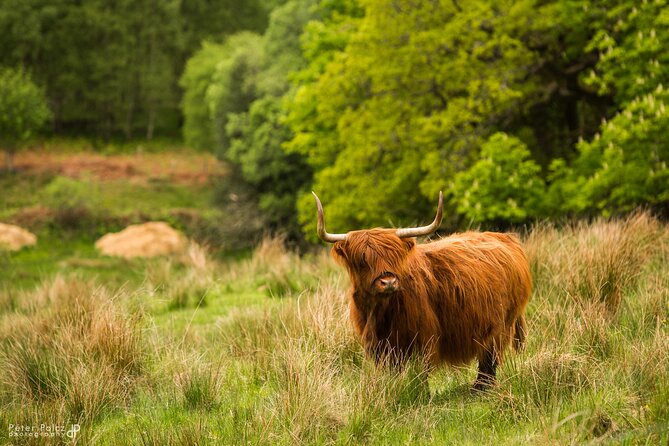 1-day Small Group Loch Ness Discovery Tour from Glasgow - Who should book this tour?