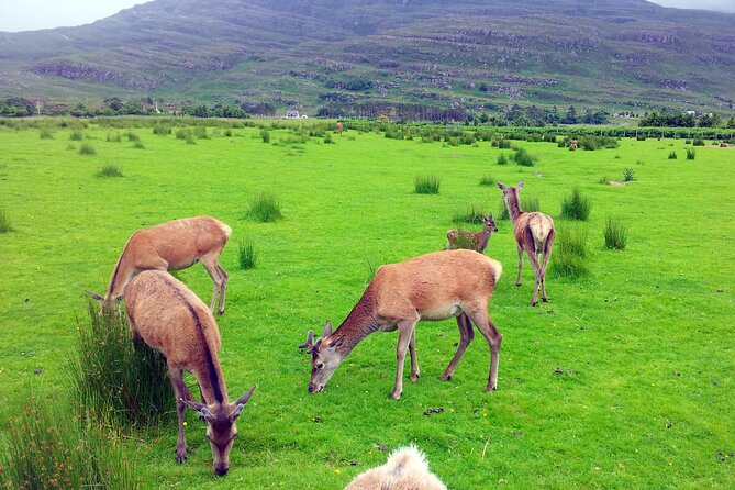 2 Days on the Loch Ness Canal of Caledonia and the Highlands - Should You Book It?