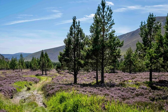 4,000ft Mountain Hike in the Scottish Highlands - What the guide adds to the day