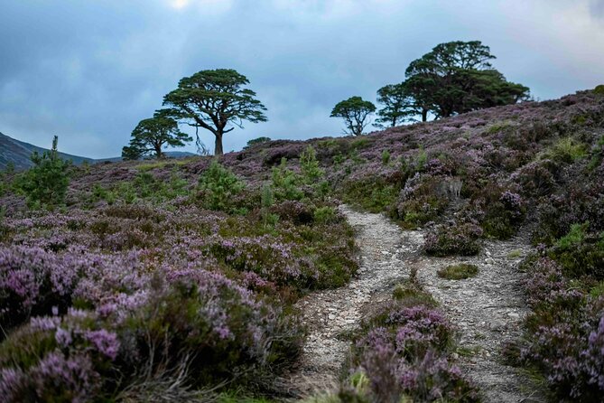 4,000ft Mountain Hike in the Scottish Highlands - A useful half-hour in Aviemore