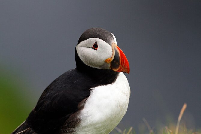 4 Day Mull, Iona and Staffa Puffin Experience from Edinburgh - Why this island trip is worth four days