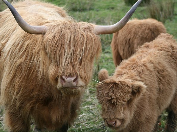 Best of Scotland in a Day Very Small Group Tour from Edinburgh - Why this small-group route works from Edinburgh