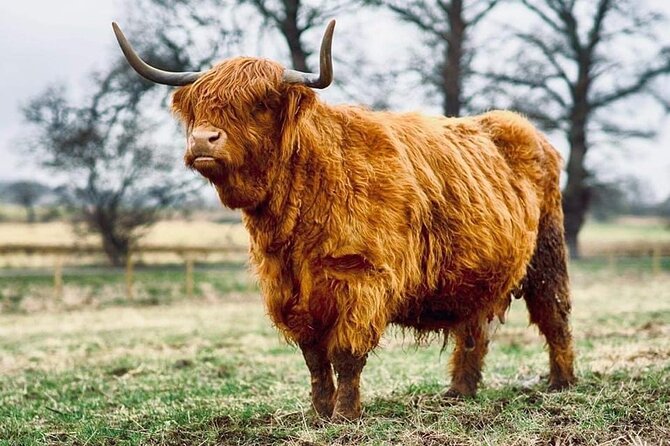 Cawdor Castle, Inverness, Culloden, Outlander and Loch Ness Tour - Beauly Priory and the Outlander connection