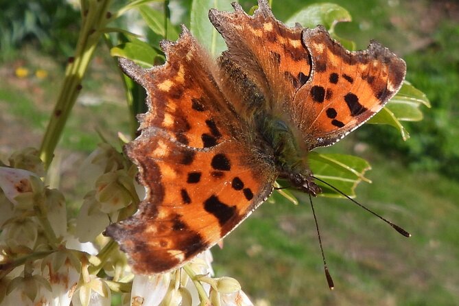 Discovery Wildlife Safari - Who should book this outing?