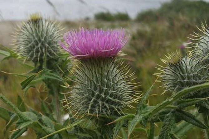 Edinburgh City Centre and St Andrews Private Driving Day Tour - Key things to know before booking