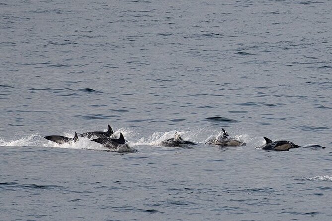 Fort William Seal Island Cruise - Seal Island and the wildlife outlook