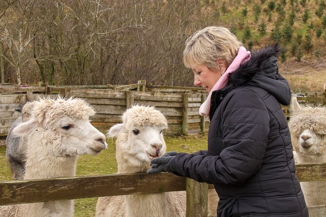 Fun and Educational Alpaca Experience in the Scottish Borders - Arriving at Beirhope Farm in the Cheviot Hills