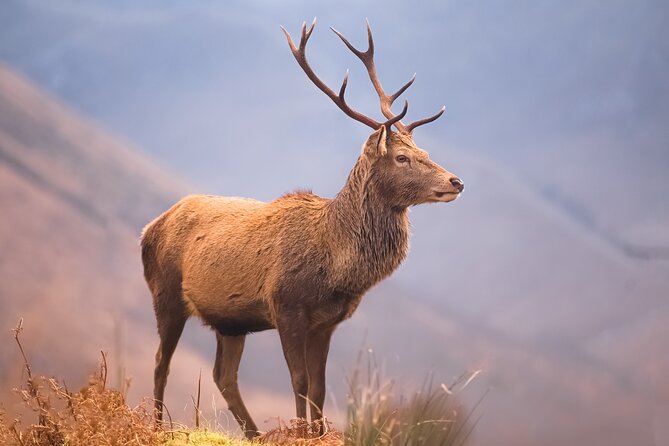 Glasgow: Glencoe & Oban Privately Guided Day Tour in Luxury MPV - The route is full, so set realistic expectations