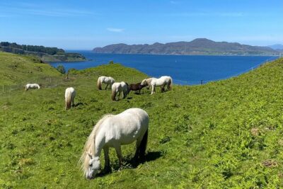 Guided Hebridean Farm Hike near Tobermory, Isle of Mull, Scotland