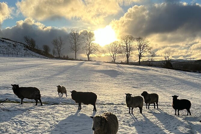 Guided Hebridean Farm Hike near Tobermory, Isle of Mull, Scotland - Who will get the most from this Mull walk?