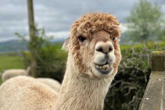Highland Cows, Walk Alpacas & Scottish Wildlife Centre from Edin. - The details that shape the day