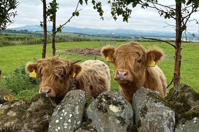 Highland Cows, Walk Alpacas & Scottish Wildlife Centre from Edin. - Why a private animal day works well from Edinburgh
