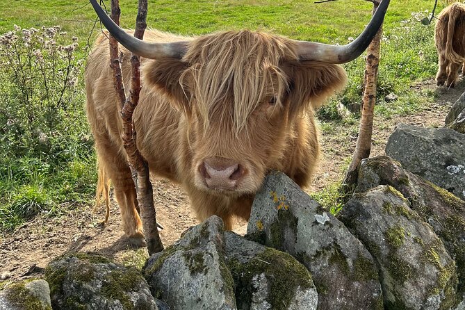 Highland Cows, Walk Alpacas & Scottish Wildlife Centre from Edin. - The Nith Valley alpaca walk at 11:30
