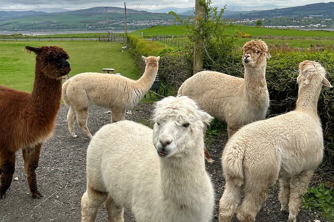 Highland Cows, Walk Alpacas & Scottish Wildlife Centre from Edin. - A famous castle seen on the drive