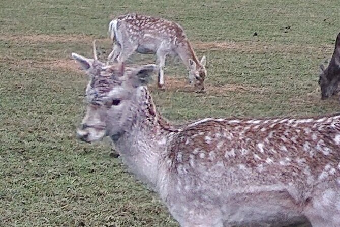 Highland Cows, Walk Alpacas & Scottish Wildlife Centre from Edin. - Two hours at the Scottish Deer Centre