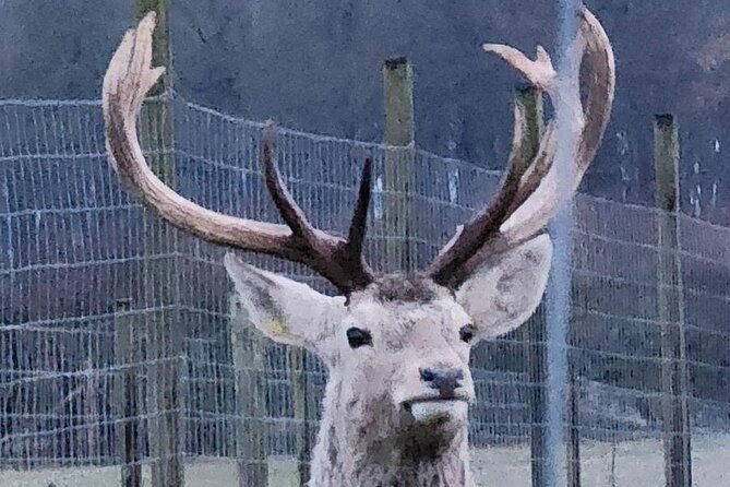 Highland Cows, Walk Alpacas & Scottish Wildlife Centre from Edin. - What the $937.56 group price really buys