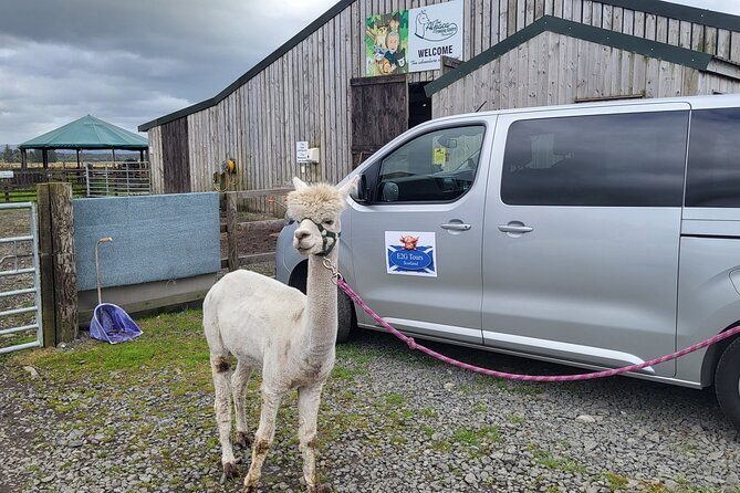 Highland Cows, Walk Alpacas & Visit a Scottish Wildlife Centre - Key points at a glance