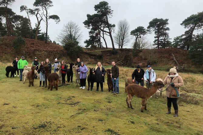 Highland Cows, Walk Alpacas & Visit a Scottish Wildlife Centre - Why this private animal tour works from Glasgow