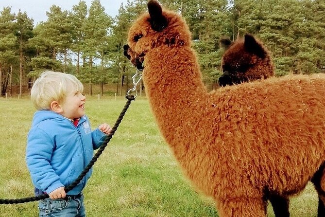 Highland Cows, Walk Alpacas & Visit a Scottish Wildlife Centre - Walking an alpaca at John Muir Alpacas