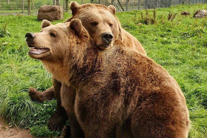 Highland Cows, Walk Alpacas & Visit a Scottish Wildlife Centre - Meeting Highland cows at Craigies Farm