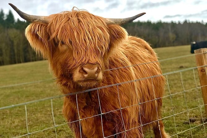 Highland Cows, Walk Alpacas & Visit a Scottish Wildlife Centre - Two hours with deer, wolves, bears, and wildcats