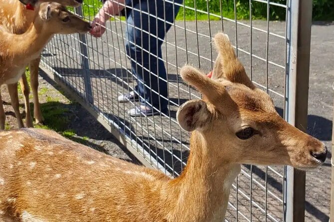 Highland Cows, Walk Alpacas & Visit a Scottish Wildlife Centre - Who gets the best value from the $930.63 price