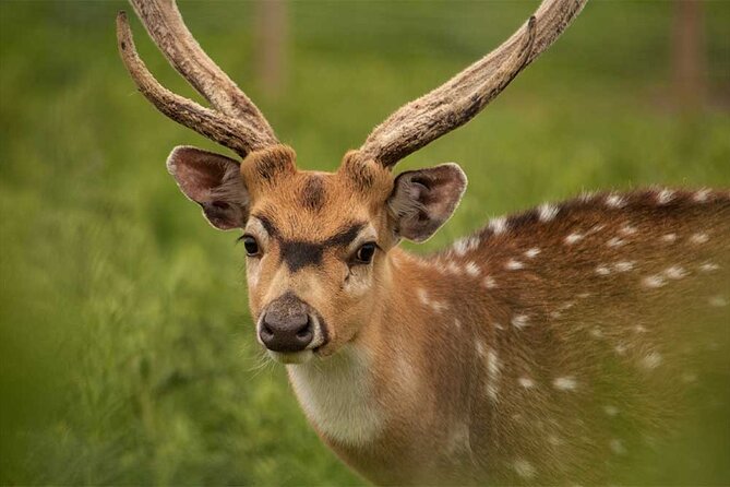 Highland Cows, Walk Alpacas & Visit a Scottish Wildlife Centre - What to bring and what to expect