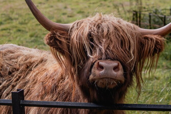Highlands Cows Glencoe and Castles Private Tour from Glasgow - Oban, McCaig’s Tower, and the optional castle
