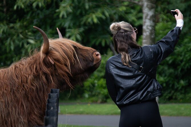 Highlands Cows Glencoe and Castles Private Tour from Glasgow - Castle Stalker and the road toward Glencoe
