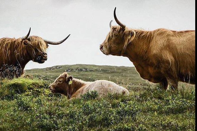 Highlands + Glencoe + Loch Ness Private Tour - What this private Edinburgh tour really offers