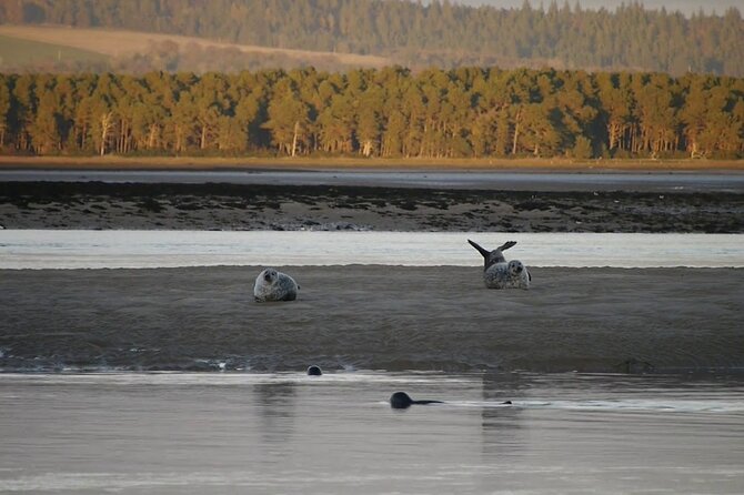 Invergordon cruise excursion Small Group Dunrobin Castle & More - Loch Fleet: seals, sandbanks, and coastal air