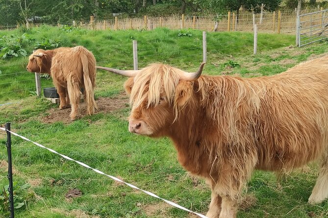 Invergordon Shore Excursion Highland Bucket List Tour - Urquhart Castle above Loch Ness