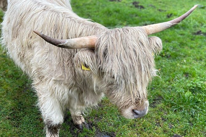 Isle Of Skye Tour Including Fairy Glen Quiraing and Kilt rock - Why this Isle of Skye day works
