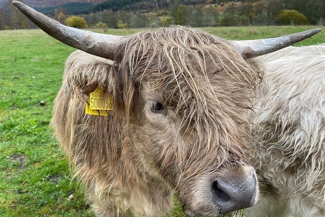 Isle Of Skye Tour Including Fairy Glen Quiraing and Kilt rock - Fairy Glen is the most unusual stop