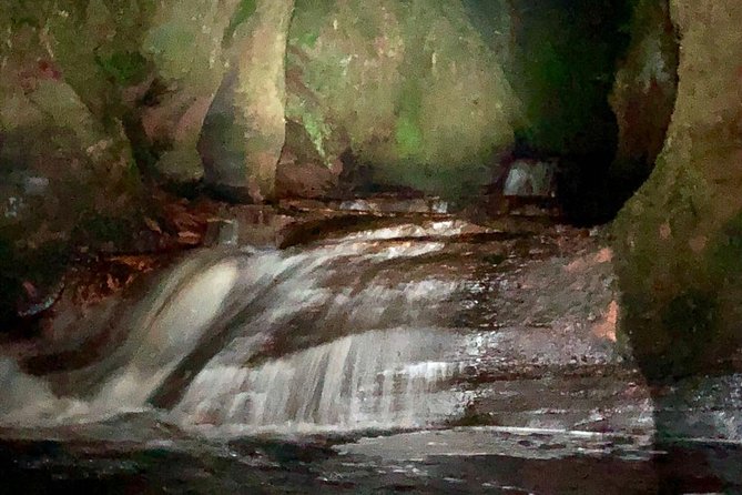 Join the Dark Side of Magical Nature - Why this night tour feels different from a normal day trip