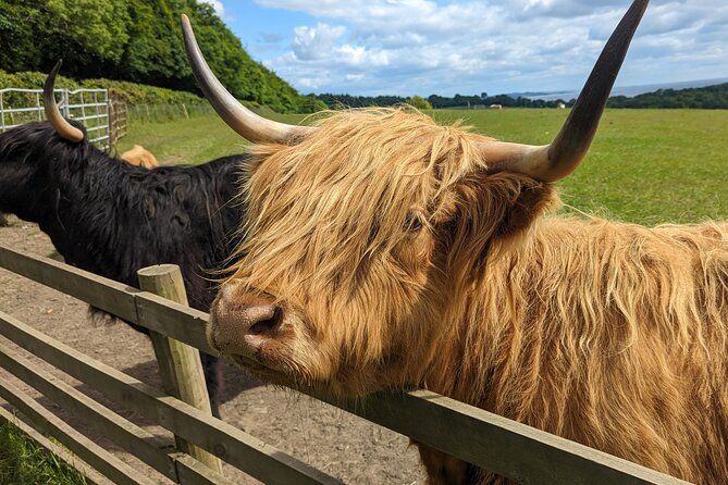 Loch Lomond, Highland Cows, Victorian Town, Castle Half-Day Tour - Kilmahog and the Highland cows
