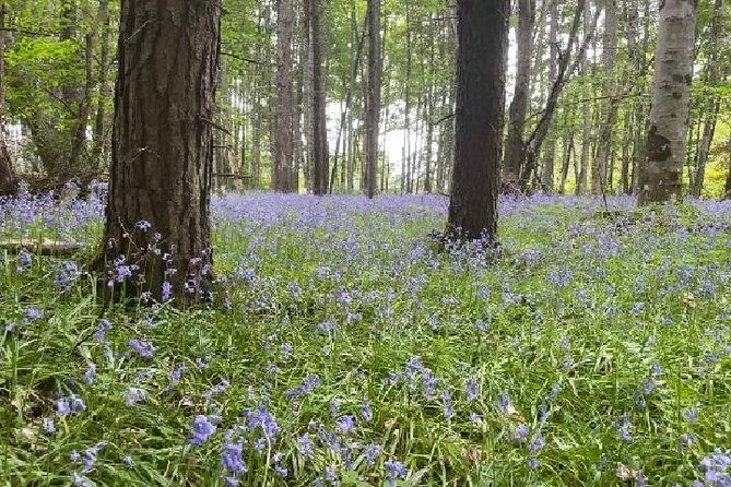 Loch Ness, Culloden, Clava and whisky/gin tour from Inverness. - Inverness: a quick look at the Highland capital