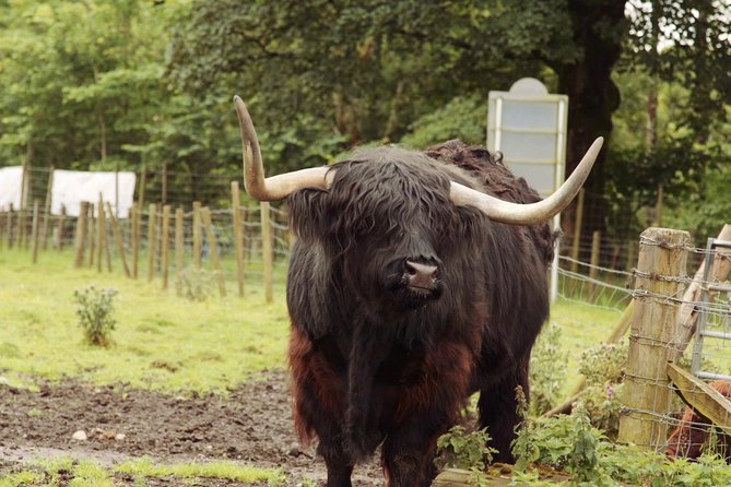 Loch Ness, Glencoe and The Scottish Highlands Tour from Edinburgh - Through the Cairngorms area to Pitlochry