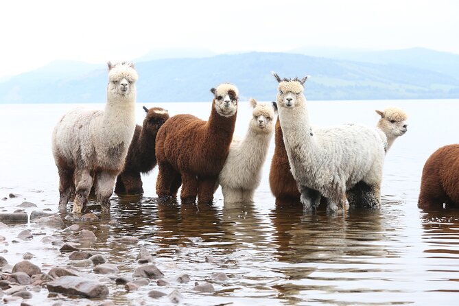 Loch Ness with Castles, Beaches, Mountains and MONSTERS - Dores Beach and the Nessie story