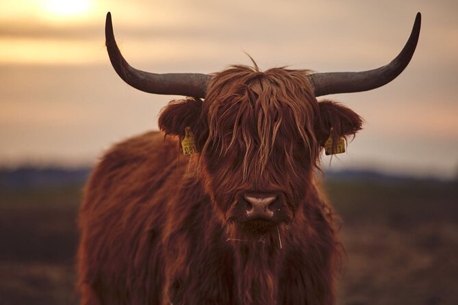 Luxury Private Tour of The Highlands & Loch Ness from Edinburgh - Loch Ness, Urquhart Castle, and the optional cruise