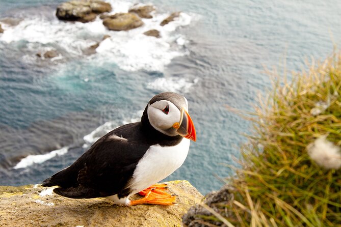 North East Coastal Trail Small Group Day Tour from Aberdeen - Spey Bay and the sound of the sea