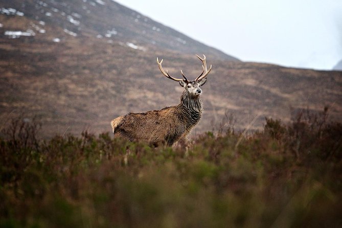 Private Glencoe Driving Tour from Edinburgh - Glen Etive, where the road gets narrow