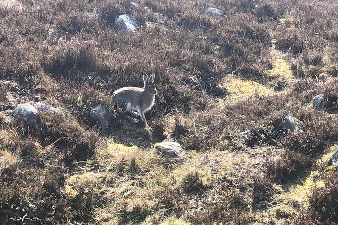 Private Guided Mountain Walking Experience in the Cairngorms - Forests, ridges, lakes, and cliffs