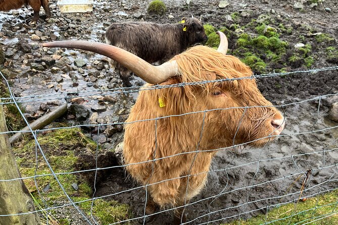Private Scottish Highlands and Loch Ness Tour from Edinburgh - Is this private Highlands tour good value?