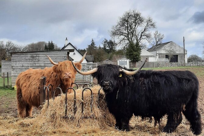 Scottish Whisky Distillery & Fairytale Dunrobin Castle - A practical north Highlands day from Invergordon
