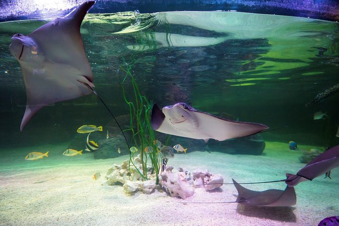 SEA LIFE Loch Lomond General Admission Ticket - Predators of the Reef: start with the small killers