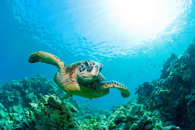 SEA LIFE Loch Lomond General Admission Ticket - Rockpools: the best hands-on stop for children