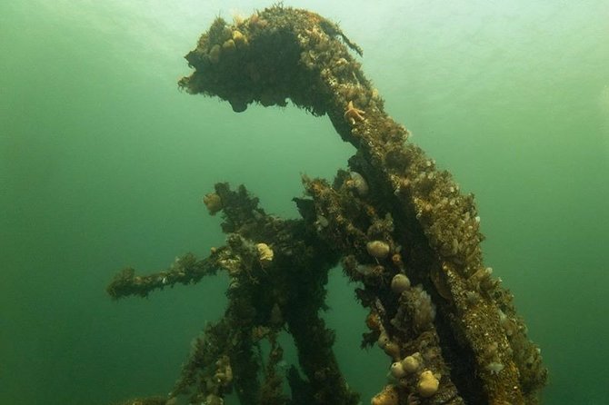 Shipwreck Hunters - The wildlife watch begins before the wreck