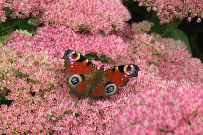 Skip-the-Line: Botanic Garden Entry Ticket - What the Dundee Botanic Garden experience is really like