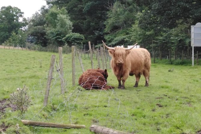 Stirling Castle, Hairy Coo's & The Trossachs - Meeting Scotland’s Mythical Horses at the Kelpies